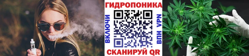 Конопля гибрид  Плёс 